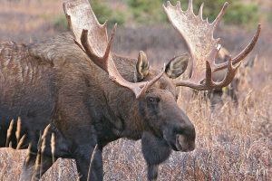 Chasse orignal