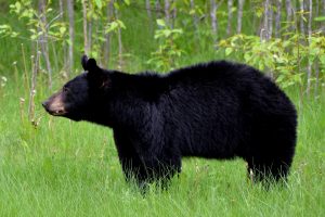 Chasse à l'ours