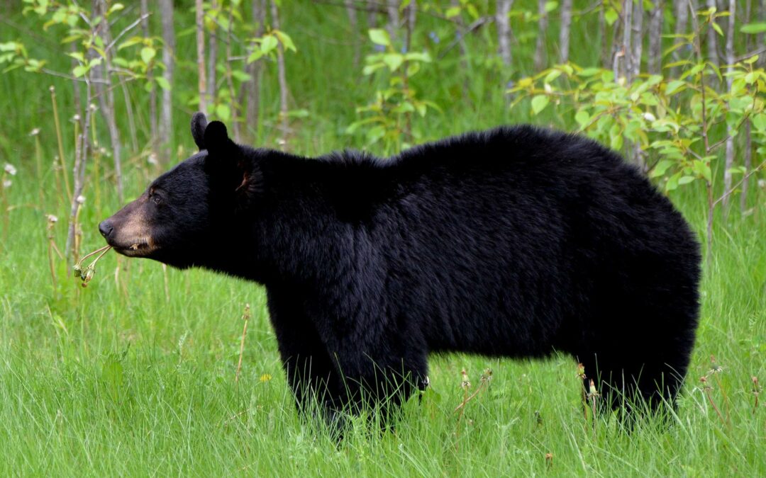 chasse_ours