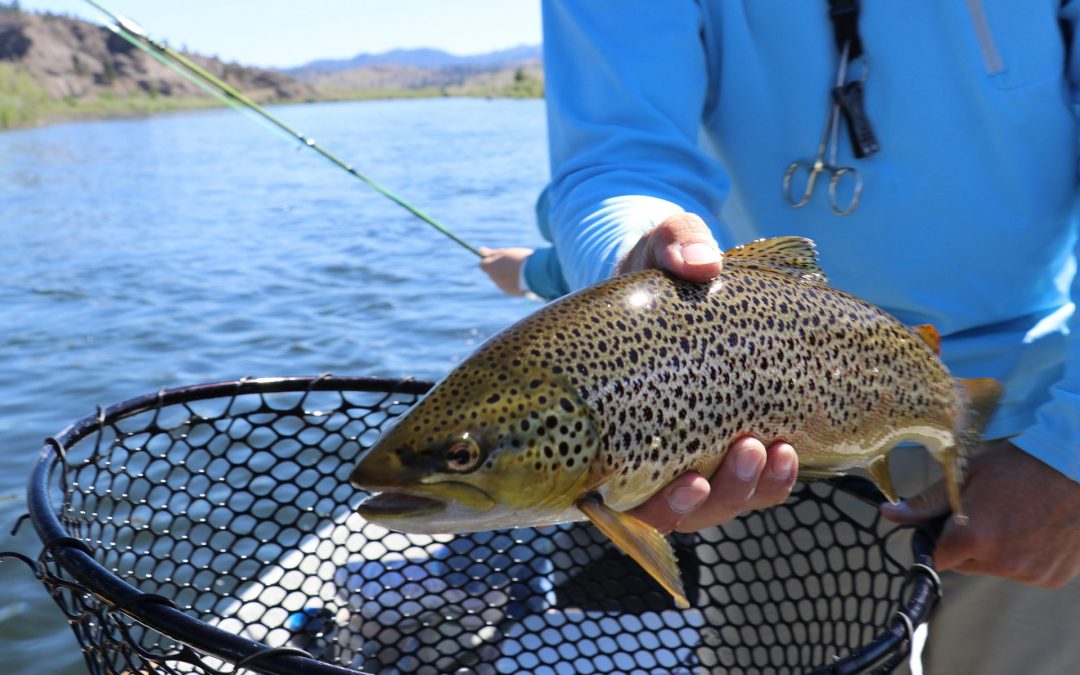 Trout Fishing in stream and lake