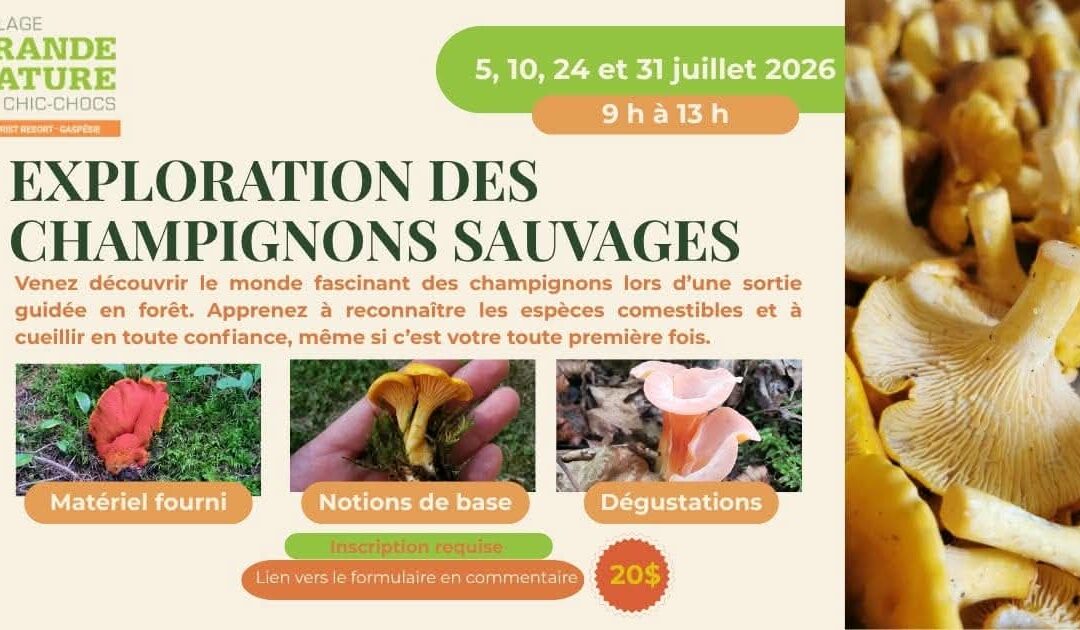 Activité « Exploration des champignons »